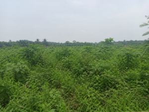 200+ Mixed-Use Plots for Sale at Azuogu, Oyigbo LGA, Rivers State