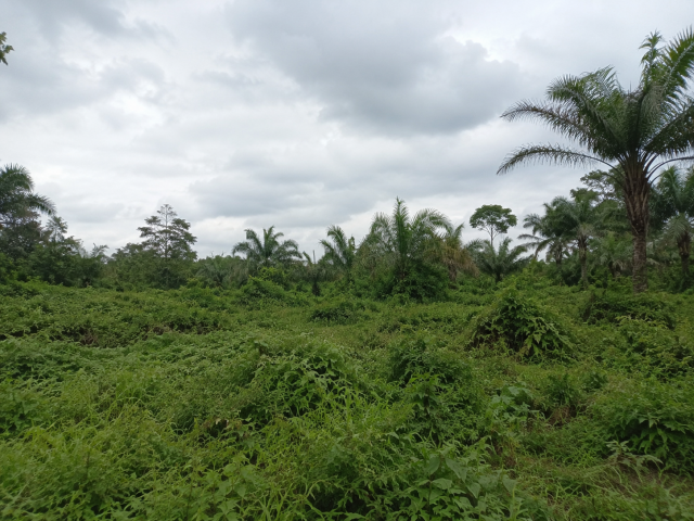 40+ Mixed-Use Plots for Sale at Imarihun, Oyigbo LGA, Rivers State