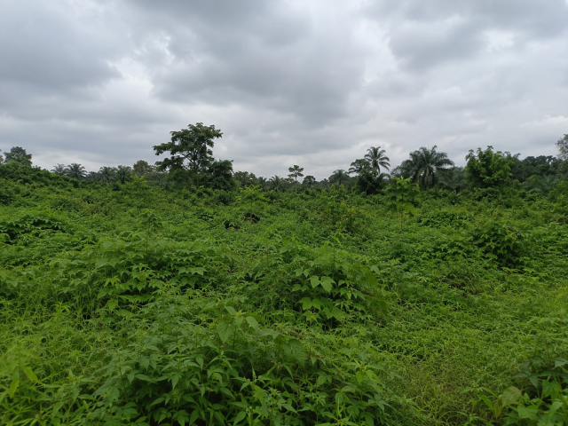 300 Plots of virgin land for Sale After Abam‎. Oyigbo Lga