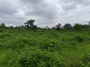 300 Plots of virgin land for Sale After Abam‎. Oyigbo Lga